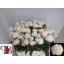 product/img.floraplaza.nl/118766-60-LIVE_fotos-0x988DB315B69C4D65931E1B3BB7B45873392BC527.jpg