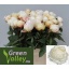 product/img.floraplaza.nl/118766-60-LIVE_fotos-0xA7379BF8EC98D688F9DD2A29781B8018EA891C9E.jpg