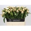 product/img.floraplaza.nl/118766-60-LIVE_fotos-0xBD7EC51545A5E08D23F89BA950795B07EF9A4EF9.jpg