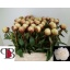 product/img.floraplaza.nl/118766-60-LIVE_fotos-0xC33845FAE70224AE32CA9728C9D1FECB819D16AA.jpg