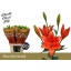 product/img.floraplaza.nl/118775-90-LIVE_fotos-0xDDB947CD98360281F8688CE1400F432D9B6A6FB1.jpg