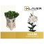 product/img.floraplaza.nl/118778-80-LIVE_fotos-0x59E5A3FB9BF3F37524D19EF4D5563FBB5C374AE3.jpg