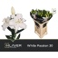 product/img.floraplaza.nl/118778-80-LIVE_fotos-0xA97DDB50CC025154C47DC2BF7F2D2FADB08C5213.jpg