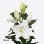 product/img.floraplaza.nl/118778-90-ART_fotos-VBN-vbn118778.jpg