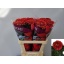 product/img.floraplaza.nl/118800-70-LIVE_fotos-0xC3CB00ACDA76EC04BFC6DB0F185617711836D674.jpg
