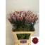 product/img.floraplaza.nl/118800-80-LIVE_fotos-0x22208F0B0AE9AE2A74F967787F67EB294CAF68BD.jpg