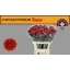 product/img.floraplaza.nl/118800-80-LIVE_fotos-0x681AA9CE00BF3126315D61EC9125AAC192352A8C.jpg