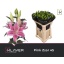 product/img.floraplaza.nl/118801-80-LIVE_fotos-0x7901DF4B8B1C95214999EE62F97CB91BFA7896EA.jpg