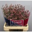 product/img.floraplaza.nl/118859-65-LIVE_fotos-0x109DF85AC54089C7F7D864BA657F13DE6EA40350.jpg