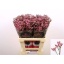 product/img.floraplaza.nl/118859-65-LIVE_fotos-0x4B7C3FD26FD5BBE621DB5D44E5FB52DB096C43D4.jpg