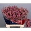 product/img.floraplaza.nl/118859-65-LIVE_fotos-0xD037F977D07C5F79D6FE80258164628084E7E14A.jpg