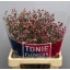 product/img.floraplaza.nl/118859-65-LIVE_fotos-0xE994F7E67DADCB1714D1F599936C11161F821521.jpg