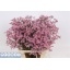 product/img.floraplaza.nl/118859-75-LIVE_fotos-0x018BF3A65222FDE7E56118C8CA25B2139E9C690F.jpg