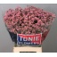 product/img.floraplaza.nl/118859-75-LIVE_fotos-0x1B81B2F504A31CCF9F02572FB6CDC2159FF887F2.jpg