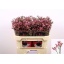 product/img.floraplaza.nl/118859-75-LIVE_fotos-0x7C33543B6A8258078BD5A7047465C6EEFD90B9FA.jpg