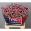 product/img.floraplaza.nl/118859-75-LIVE_fotos-0xC8997AF961E524F6A1BBA8E971CFAB9446276EC9.jpg