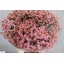 product/img.floraplaza.nl/118859-75-LIVE_fotos-0xF630A1A4B60FFF739CD8ADC230CE73F331E54281.jpg