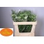 product/img.floraplaza.nl/118873-70-LIVE_fotos-0x02C747200FFFD9A96B2DC643B1EFD95D410ED7B1.jpg
