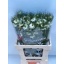 product/img.floraplaza.nl/118873-70-LIVE_fotos-0xB941A0F025D0D287C65494942104697C71DB6F89.jpg