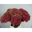 product/img.floraplaza.nl/118891-60-LIVE_fotos-0x6259D9CDD3A4A1A6D621D18369446B1E179B7A4B.jpg