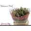 product/img.floraplaza.nl/118935-65-LIVE_fotos-0x167C48EDD606365DD4A55C10BD6B16F0C8C9FC2A.jpg