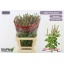 product/img.floraplaza.nl/118935-65-LIVE_fotos-0x181647FB159F7275D4BB892C40AE6372E134B288.jpg