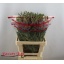 product/img.floraplaza.nl/118935-65-LIVE_fotos-0x8AA5AC98FD2AA196DD8648C0762D2B2090192550.jpg