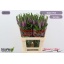 product/img.floraplaza.nl/118935-65-LIVE_fotos-0xF999501D915DB19E863B8FD040F11F932A5F21C8.jpg
