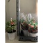product/img.floraplaza.nl/11899-20-LIVE_fotos-0x7950CB89F189E2CE4BC2A9E19C2A56E7D47A7A9E.jpg