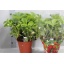 product/img.floraplaza.nl/11899-21-LIVE_fotos-0x0D4A8C4A4749E27FD95D4C55C9D60D009A141E43.jpg