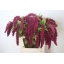 product/img.floraplaza.nl/119014-80-ASSORTI_fotos-MVA-Amaranthus Red Spider.jpg product/img.floraplaza.nl/119014-80-ASSORTI_fotos-MVA-Amaranthus Red Spider.jpg