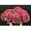 product/img.floraplaza.nl/119042-60-LIVE_fotos-0x2BDB10B4EA30DBCA8EB4EFBDC41BDC87D0C8994C.jpg