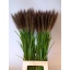 product/img.floraplaza.nl/119113-85-LIVE_fotos-0x8BB10A61121B5B64D39BB4C2D940AEDF2471AC80.jpg