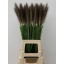 product/img.floraplaza.nl/119113-85-LIVE_fotos-0x8D5BAB30F58744C475A4E5BE0DF888928C95DB1F.jpg