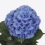 product/img.floraplaza.nl/119129-60-ART_Fotos-VBN-vbn119129.jpg
