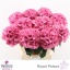 product/img.floraplaza.nl/119129-80-LIVE_fotos-0x200C06A255AE3D63C16658F6E8A5966D99780BED.jpg