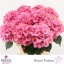 product/img.floraplaza.nl/119129-80-LIVE_fotos-0x70B840A3BBF52FA4892376B5BCDDB14561D155AC.jpg