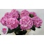 product/img.floraplaza.nl/119129-80-LIVE_fotos-0x7770546EF9FB65036A097E441BCA9CB796A5747F.jpg