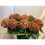 product/img.floraplaza.nl/119130-80-LIVE_fotos-0xB8C7F4B1E0F56074EC62675ED53B223856A06128.jpg