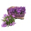 product/img.floraplaza.nl/119180-510-LIVE_fotos-0x19C1FFAEEC4BFFC77F3833921AD9802033A111C8.jpg