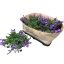 product/img.floraplaza.nl/119180-510-LIVE_fotos-0x59CF7FB7A74AA6B43878772077E5014EFB56A0DE.jpg
