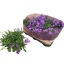product/img.floraplaza.nl/119180-510-LIVE_fotos-0xB867A8D14B66F60B1587C6EE523B19741EE2E4FC.jpg