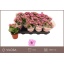 product/img.floraplaza.nl/119217-8-LIVE_fotos-0x4B34C035845AE0D4149AE66813AEF35E1EB0EA29.jpg