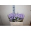 product/img.floraplaza.nl/119220-50-LIVE_fotos-0x9120421A0D9757D68F78B6EECFDB9D866D7CBC96.jpg