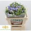 product/img.floraplaza.nl/119220-50-LIVE_fotos-0xCF177A353ABC36C735D0619CDF66DB0E963A92CF.jpg