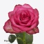 product/img.floraplaza.nl/119257-50-ART_fotos-VBN-vbn119257.jpg