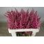 product/img.floraplaza.nl/119264-55-LIVE_fotos-0xB0F383E327771A28F2DADFA6244C7F295B3B5BA8.jpg