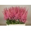 product/img.floraplaza.nl/119264-65-LIVE_fotos-0xF73BF2B3F11B28E864A262790AC2C139CBEB980E.jpg