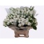 product/img.floraplaza.nl/119268-50-LIVE_fotos-0x67729B3066A5BD2710F1D165B1AF68EA47E793A9.jpg