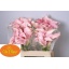 product/img.floraplaza.nl/119283-55-LIVE_fotos-0x0EA54F1AD2AFF56B930F316A3346DE44A235C9DD.jpg